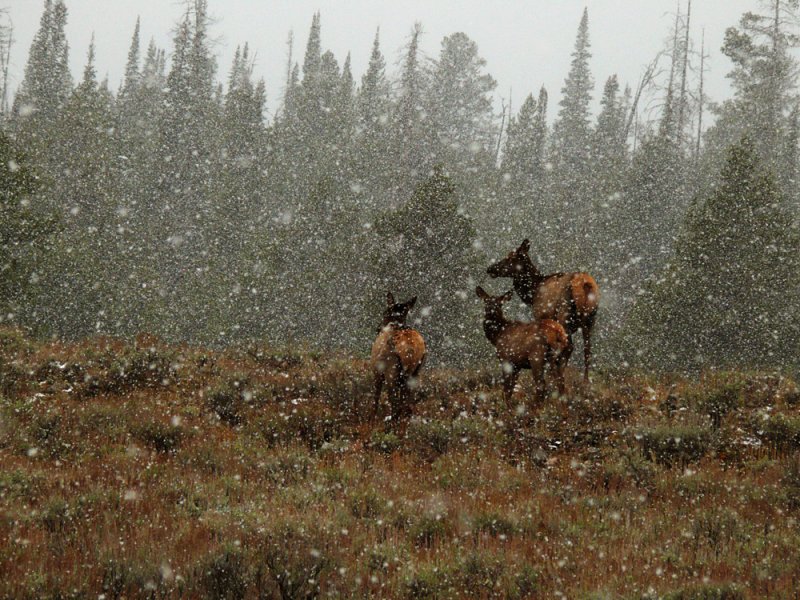 Toughing it out, Yellowstone National Park, Wyoming, 2008