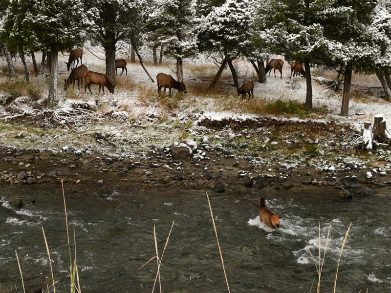 Grazing elk, Gardner River Canyon, Yellowstone National Park, Montana, 2008
