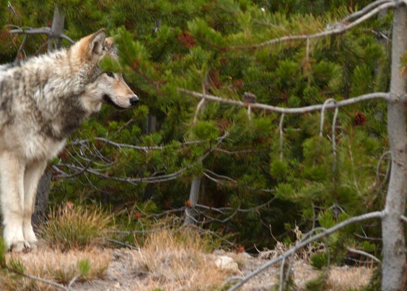 Gray Wolf, Yellowstone National Park, Wyoming, 2008