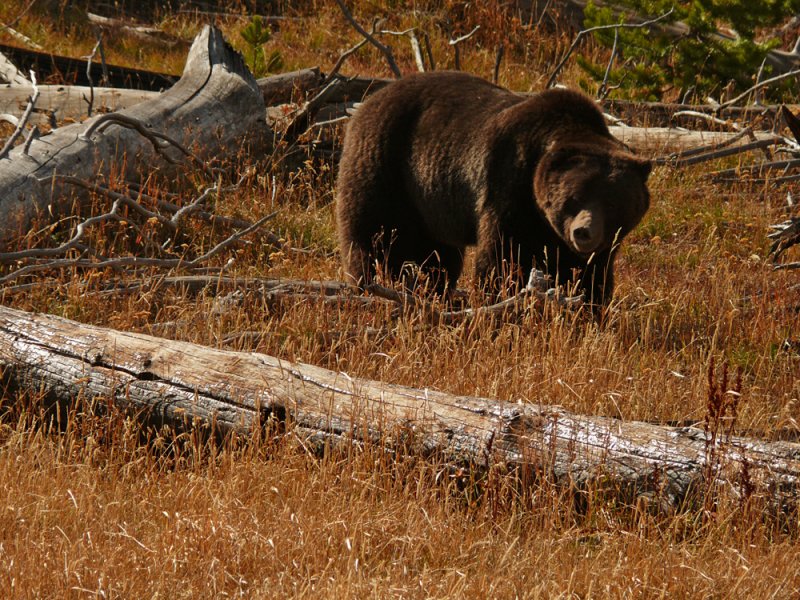 Grizzly, Yellowstone National Park, Wyoming, 2008