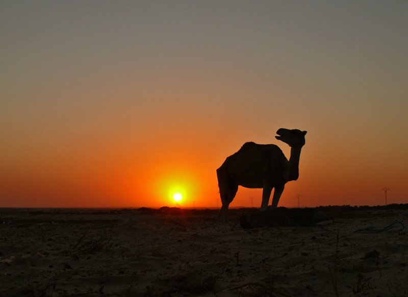 Camels call, Douze, Tunisia, 2008