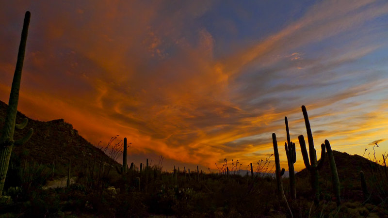 Fiery sunset, Saguaro National Park, Tucson, Arizona, 2009