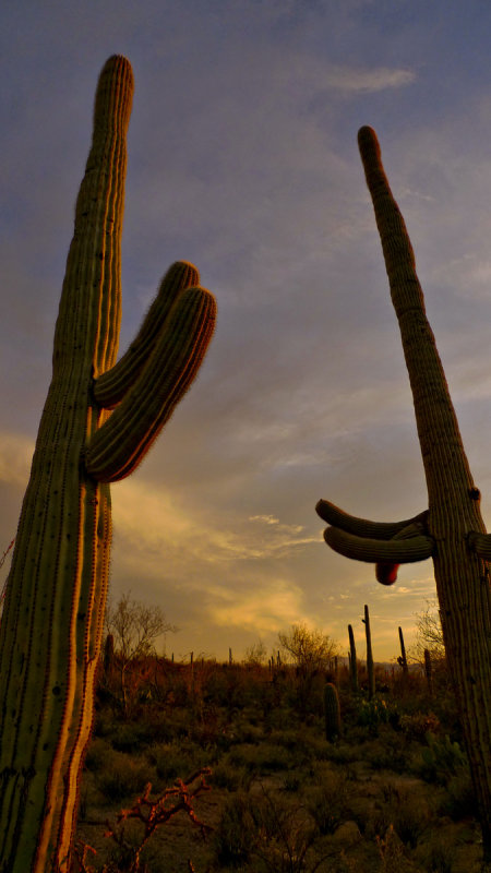 Old friends, Saguaro National Park, Tucson, Arizona, 2009