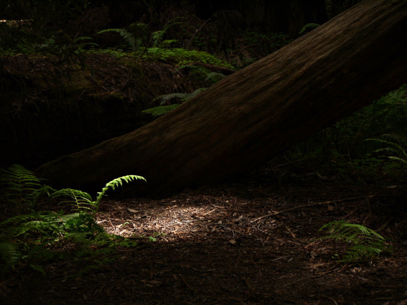 Fallen giant, Hendy Woods State Park, California, 2009