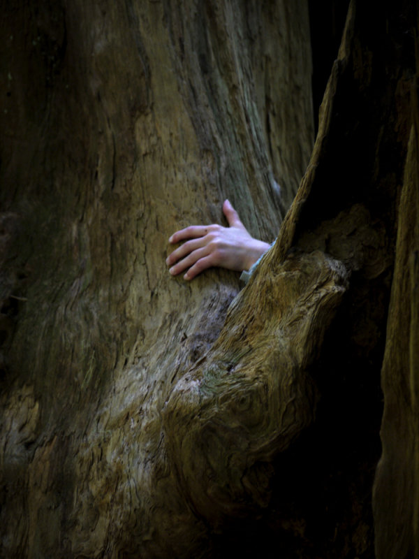 A childs touch, Jedediah Smith Redwoods State Park, California, 2009