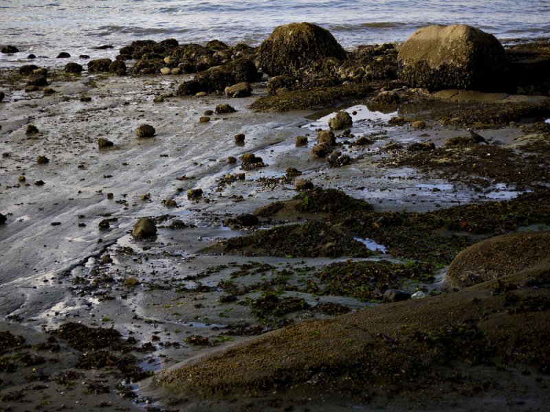 Tide pool, English Bay, Vancouver, Canada, 2009