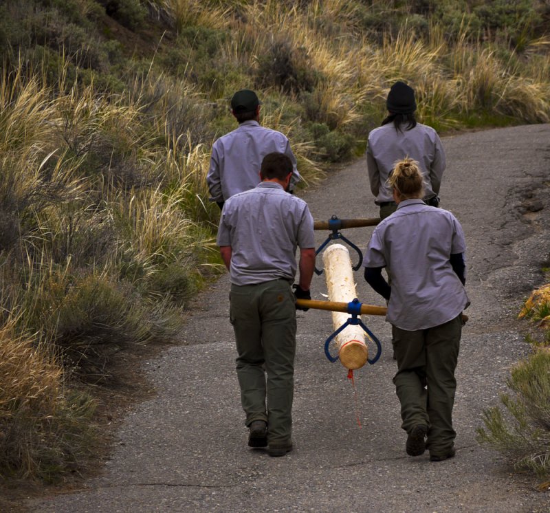 Log bearers, Yellowstone National Park, Wyoming, 2010