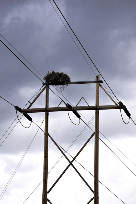 Osprey nest, Palisades Reservoir, Idaho, 2010