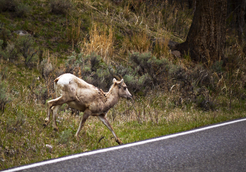 Bighorn Sheep, Yellowstone National Park, Wyoming, 2010