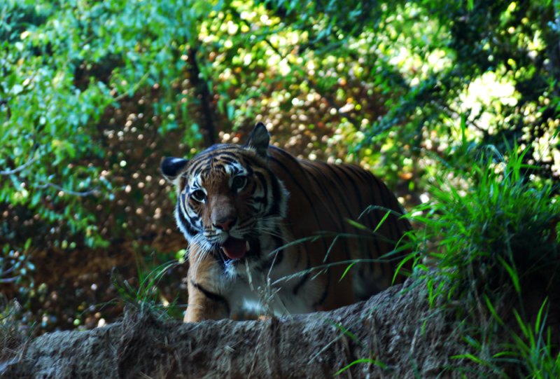 Same tiger, different view, San Diego Zoo, San Diego, California, 2010