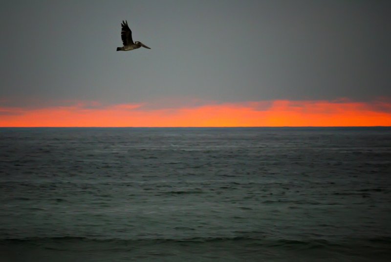 Pelican on patrol off Mission Beach, San Diego, California, 2010
