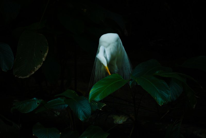 Great Egret, Botanical Garden, Belem, Brazil, 2010
