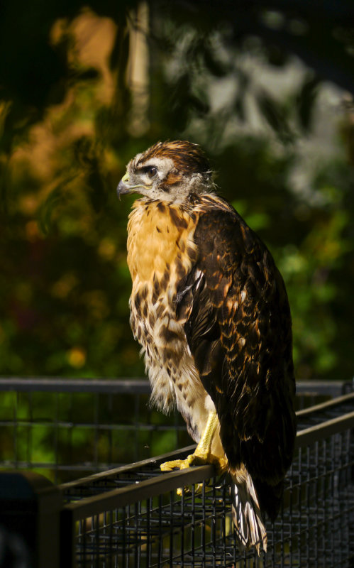 Young hawk, Phoenix, Arizona, May 2012