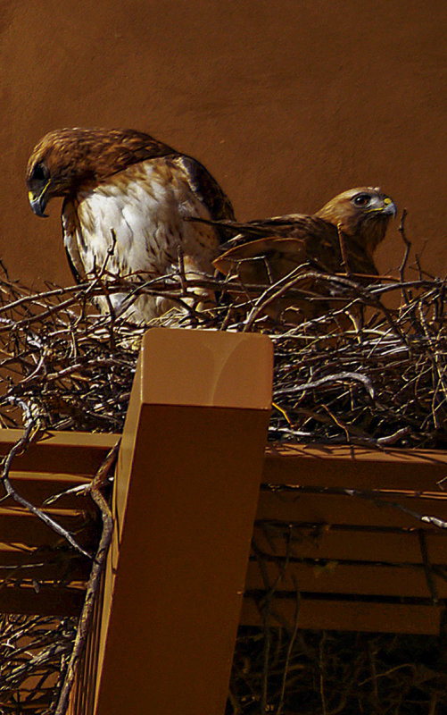 Mates, Phoenix, Arizona, March, 2012