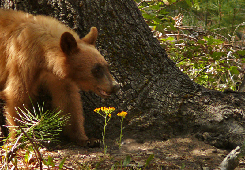 Bear cub, Yosemite National Park, California, 2008