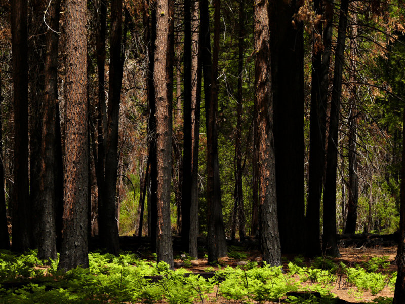 Scorched pines, Yosemite National Park, California, 2008