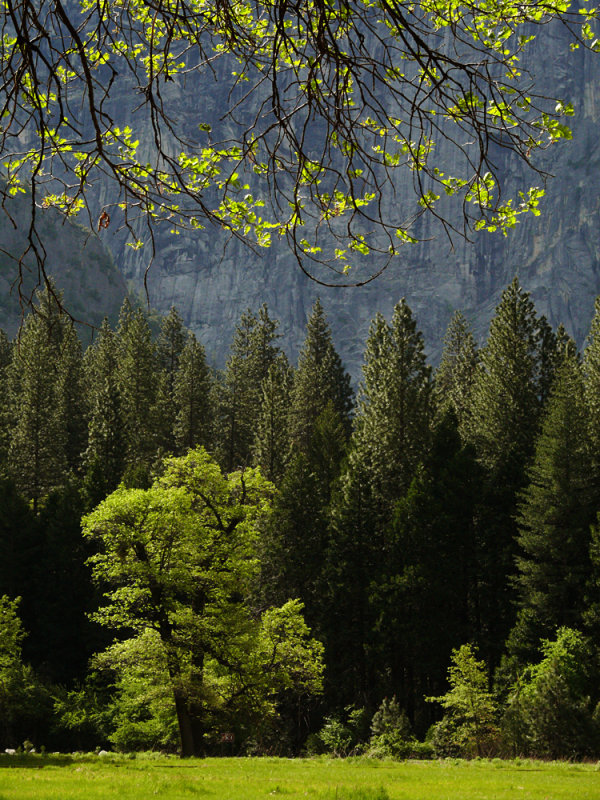 Stoneman Meadow, Yosemite National Park, California, 2008