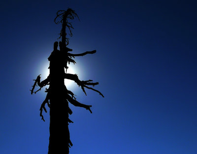 Scorched tree, Lassen Volcanic National Park, California, 2008