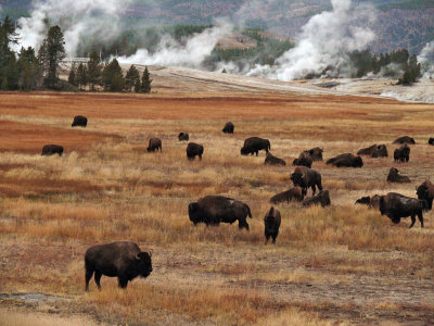 The herd at Old Faithful, Yellowstone National Park, Wyoming, 2008