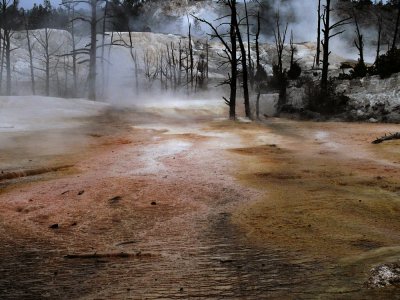 Thermal Forest, Mammoth Hot Springs, Yellowstone National Park, Wyoming, 2008