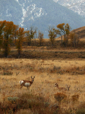 Pronghorn Antelope, Grand Teton National Park, Wyoming, 2008