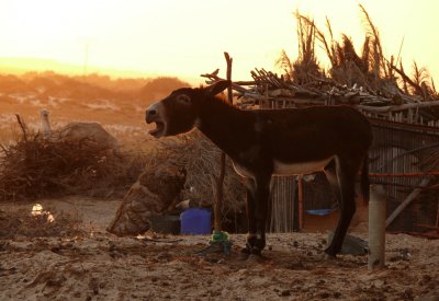Farm animals, Douz, Tunisia, 2008