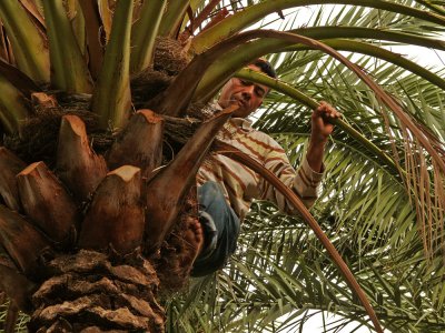 Date harvest, Tozeur, Tunisia, 2008