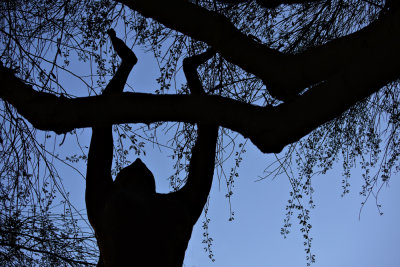 Celebrating nature, Herberger Theatre Center, Phoenix, Arizona, 2009