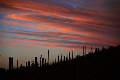 Coppery clouds, Saguaro National Park, Tucson, Arizona, 2009