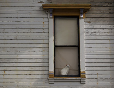 Feline observer, Astoria, Oregon, 2009