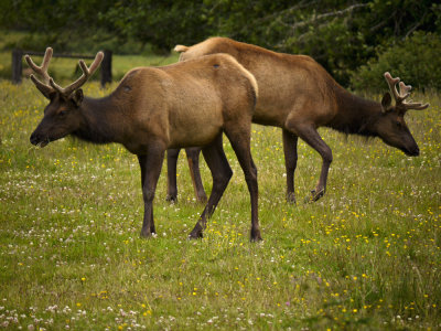 Pushmi-pullyu, Olympic National Park, Washington, 2009