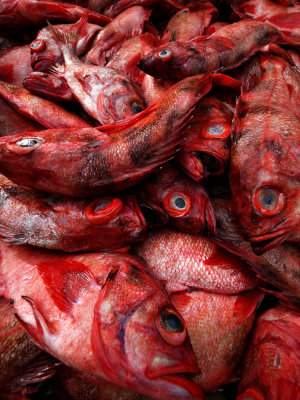 Red Snapper, Fort Bragg, California, 2009