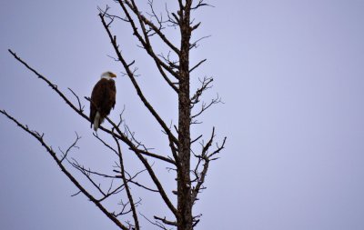 Bald Eagle, Yellowstone National Park, Wyoming, 2010