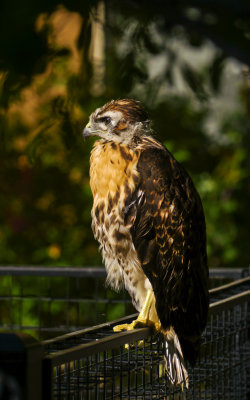 Young hawk, Phoenix, Arizona, May 2012