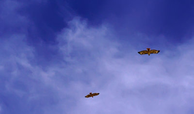 Hawks aloft, Phoenix, Arizona, April 2012