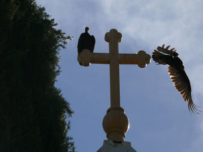 Turkey vultures, Jackson, California, 2008