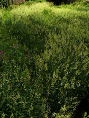 Weeds, Jackson, California, 2008