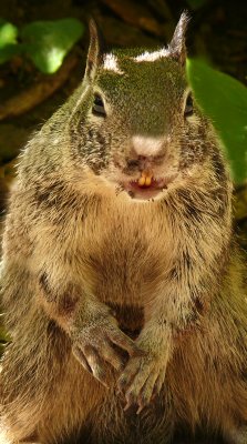 Angry squirrel, Ahwahnee Hotel, Yosemite National Park, California, 2008