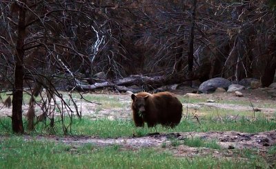 Grazing bear, Yosemite National Park, California, 2008