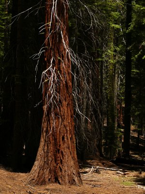 The cycle of life, Yosemite National Park, California, 2008