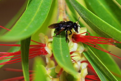 black bee