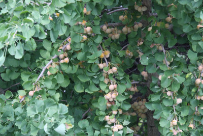 Ginkgo bilova with nuts