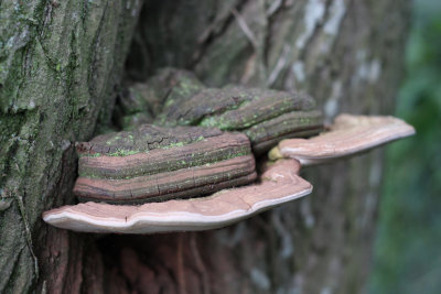 Mushroom, Shelf fungus