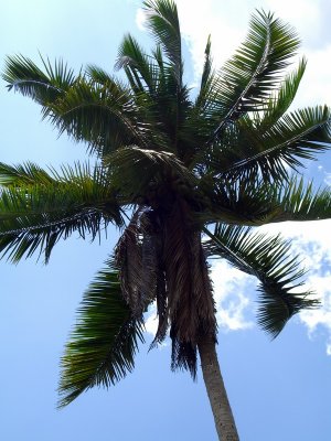 Tulloch Banana & Coconut Plantation