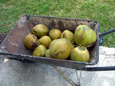 Tulloch Banana & Coconut Plantation