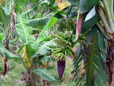 Young Bananas