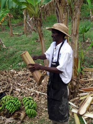 Watson, Our Guide Talking About Banana Uses