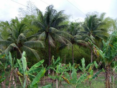 More Coconut Trees