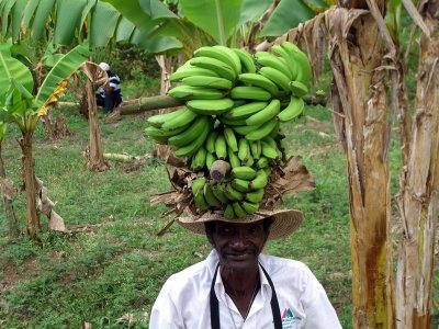 How to Carry Bananas