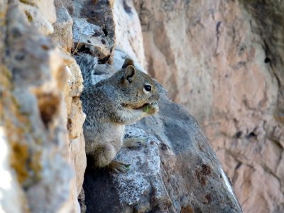 Wildlife